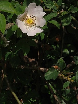 photo of Common Dog Rose