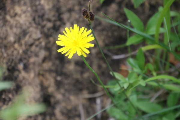 photo of Common Cat's Ear