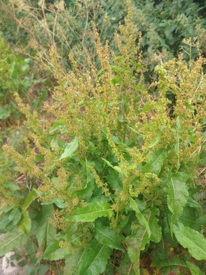 photo of Broad Leaved Dock