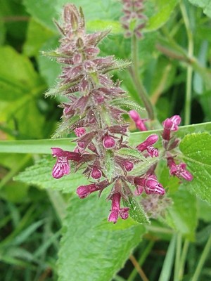 photo of Hedge Woundwort