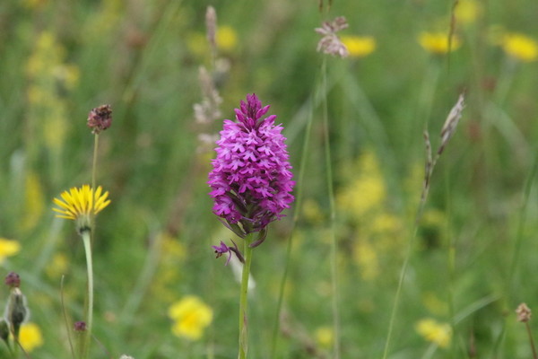 photo of Pyramidal Orchid