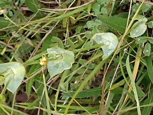 photo of Yellow Wort