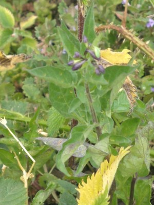 photo of Bittersweet