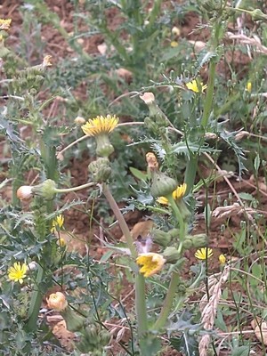 photo of Prickly Sow Thistle