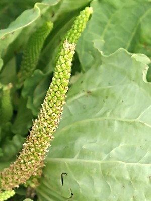 photo of Greater Plantain