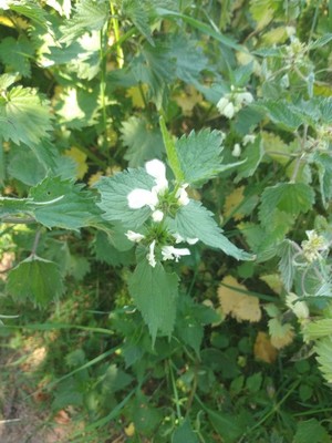 photo of White Dead Nettle