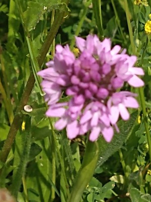 photo of Pyramidal Orchid