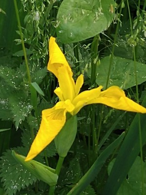 photo of Yellow Iris