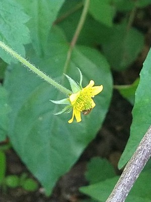 photo of Wood Avens