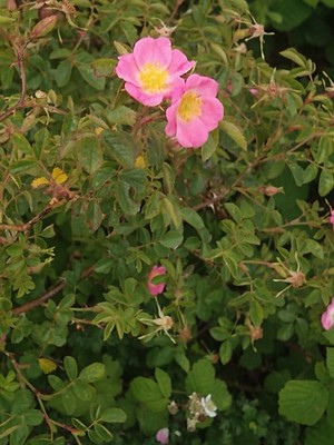 photo of Sweet Briar