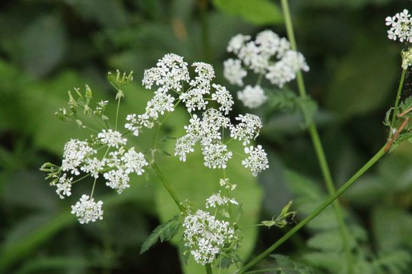 photo of Cow Parsley