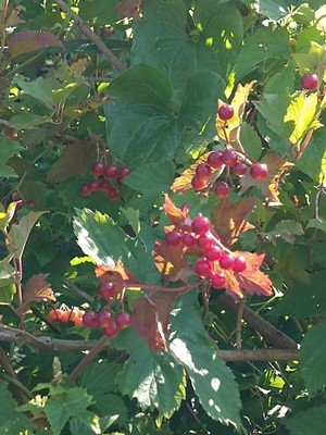 photo of Guelder Rose
