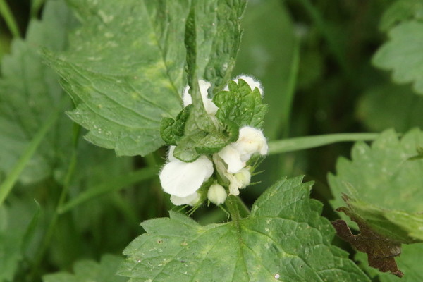 photo of White Dead Nettle