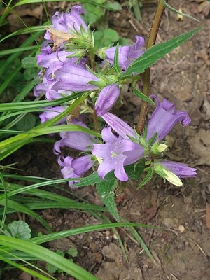 photo of Nettle Leaved Bellflower
