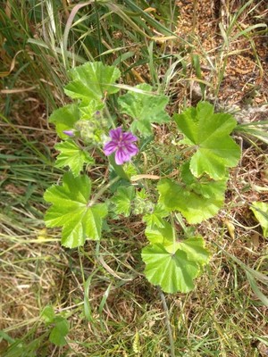 photo of Common Mallow