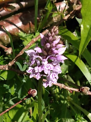 photo of Common Spotted Orchid