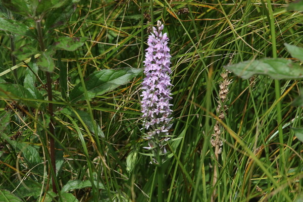 photo of Common Spotted Orchid