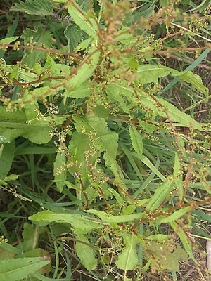 photo of Clustered Dock
