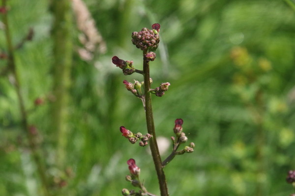 photo of Water Figwort
