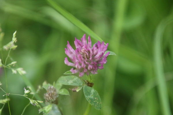 photo of Red Clover