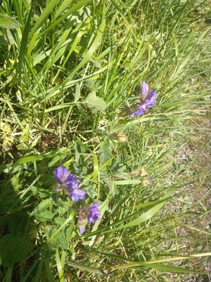 photo of Clustered Bellfower