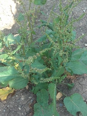 photo of Curled Dock