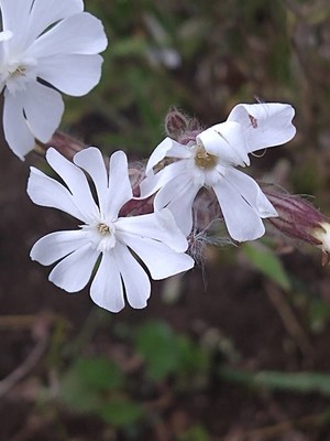 photo of White Campion