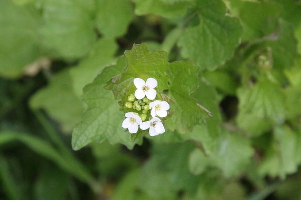 photo of Garlic Mustard