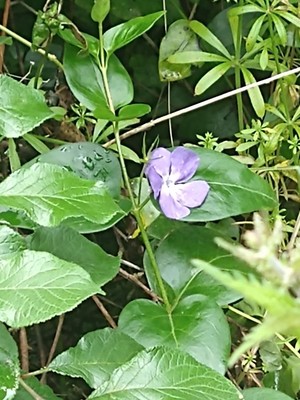 photo of Greater Periwinkle