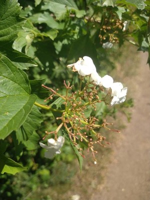 photo of Guelder Rose