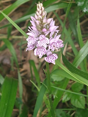 photo of Common Spotted Orchid