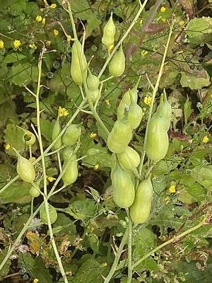 photo of Wild Radish