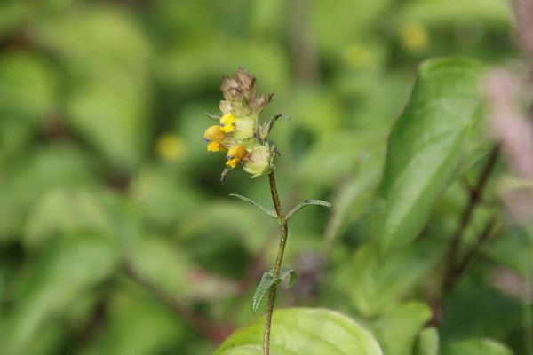 photo of Yellow Rattle