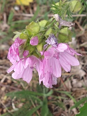 photo of Greater Musk Mallow