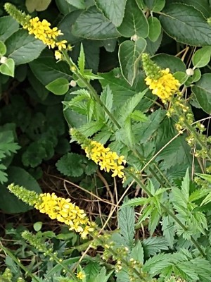 photo of Agrimony