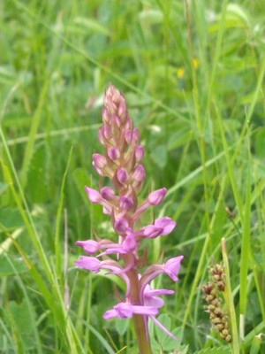 photo of Chalk Fragrant Orchid