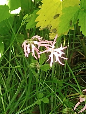photo of Ragged Robin