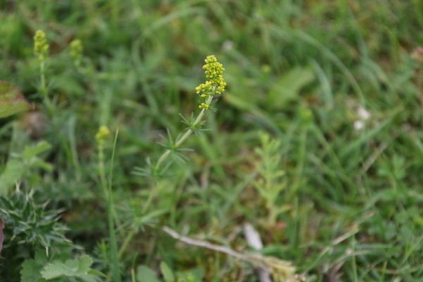 photo of Lady's Bedstraw