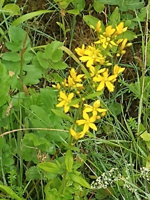 photo of Hairy St John's Wort