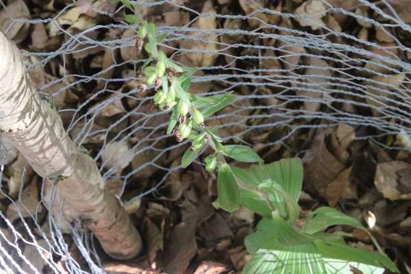 photo of Broad Leaved Helleborine