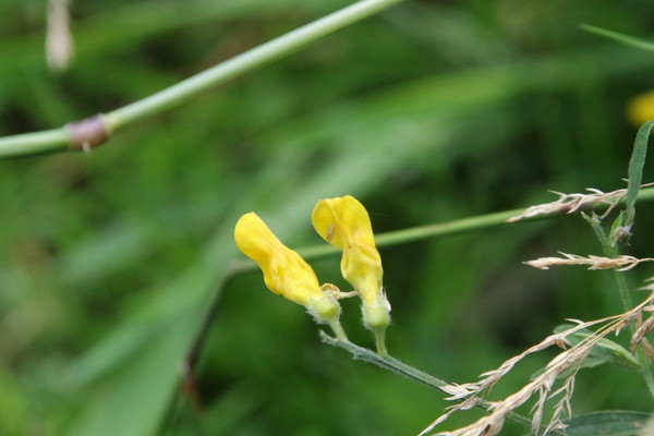 photo of Meadow Vetchling