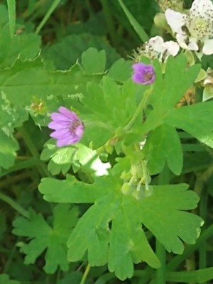 photo of Dove's Foot Crane's Bill