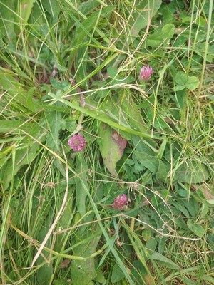 photo of Red Clover