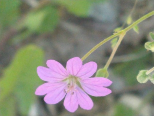 photo of Dove's Foot Crane's Bill