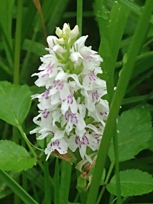photo of Common Spotted Orchid