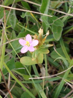 photo of Seaside Centaury