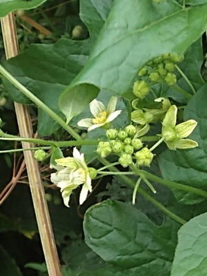 photo of White Bryony
