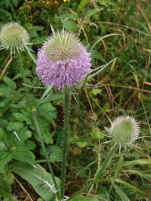 photo of Teasel