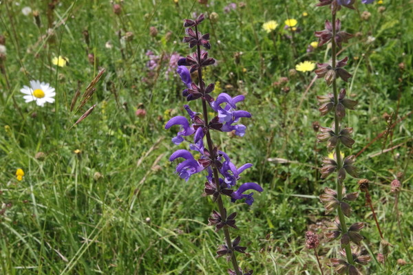 photo of Meadow Clary