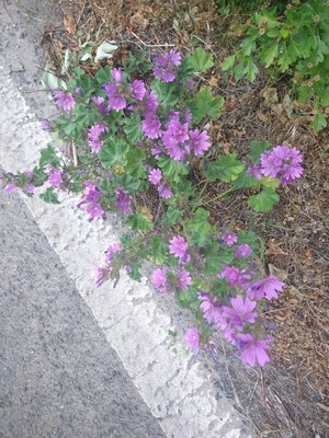 photo of Common Mallow